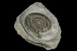 Ammonite (Dactylioceras) Fossil - England #181889-1